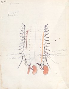 The Kidneys, c.1843 by Claude Bernard